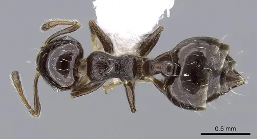 Crematogaster bryophilia specimen