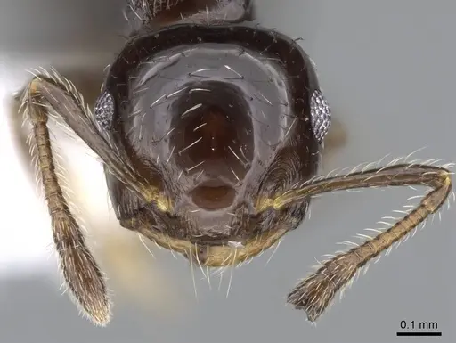 Crematogaster bryophilia specimen