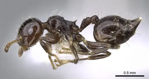 Crematogaster bryophilia specimen