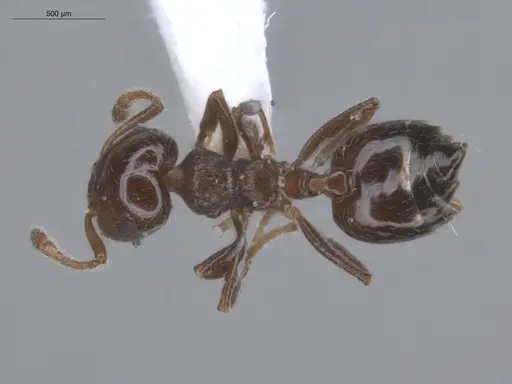 Crematogaster bryophilia - ECOFOG-SL13-0968-05