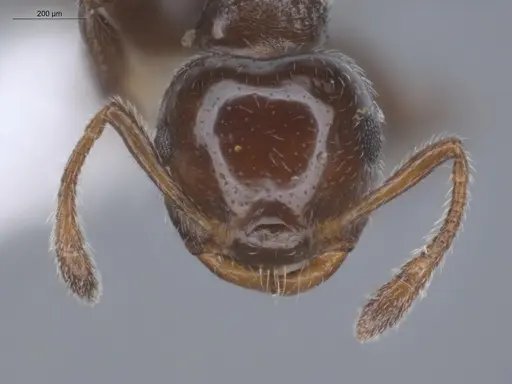 Crematogaster bryophilia - ECOFOG-SL13-0968-05