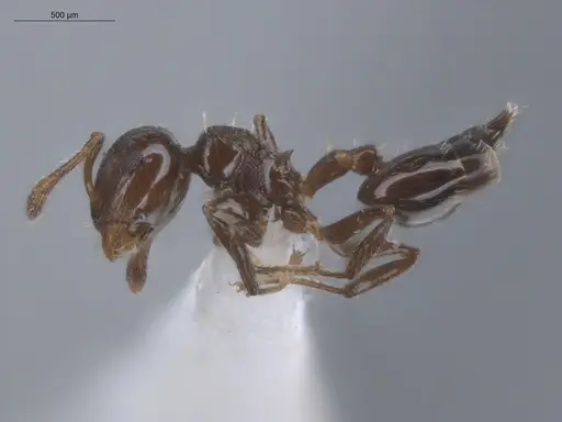 Crematogaster bryophilia - ECOFOG-SL13-0968-05