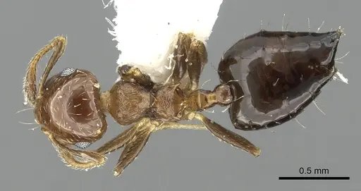 Crematogaster bryophilia - INBIOCRI001225726