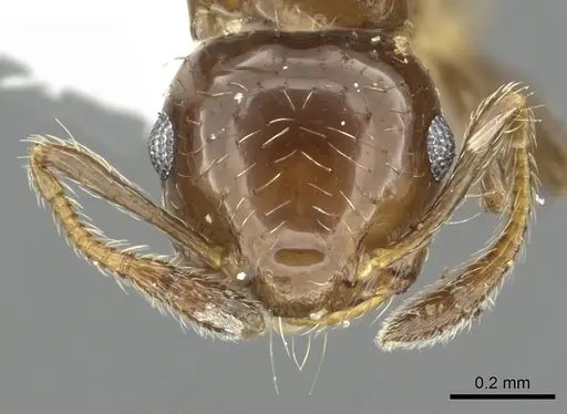 Crematogaster bryophilia - INBIOCRI001225726