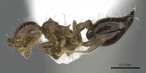 Crematogaster bryophilia - INBIOCRI001225726