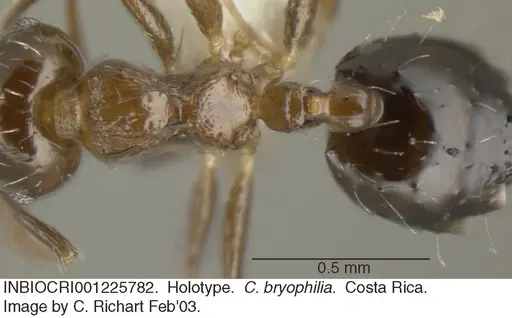 Crematogaster bryophilia - INBIOCRI001225782