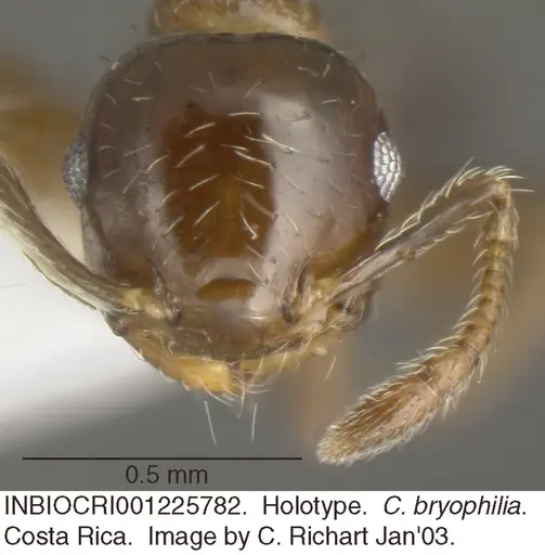 Crematogaster bryophilia - INBIOCRI001225782