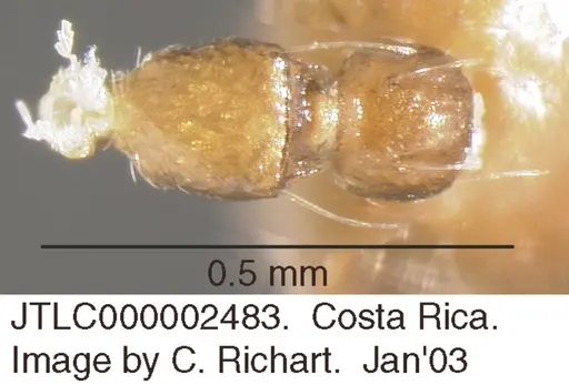 Crematogaster bryophilia - JTLC000002483