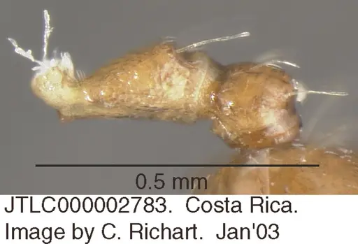 Crematogaster bryophilia - JTLC000002483