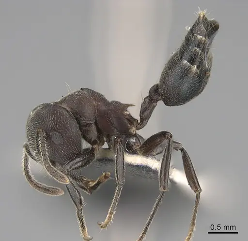 Crematogaster buchneri specimen
