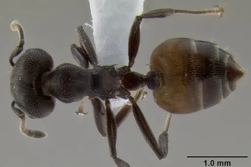 Crematogaster buchneri - CASENT0193750