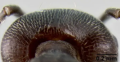 Crematogaster buchneri - CASENT0193750