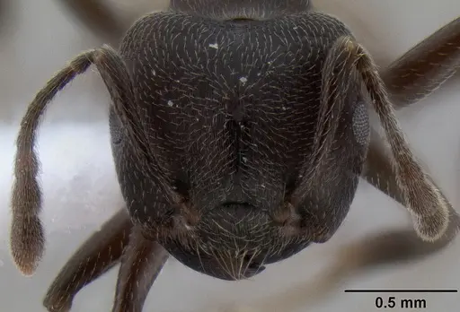 Crematogaster buchneri - CASENT0193750