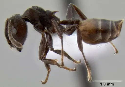 Crematogaster buchneri - CASENT0193750
