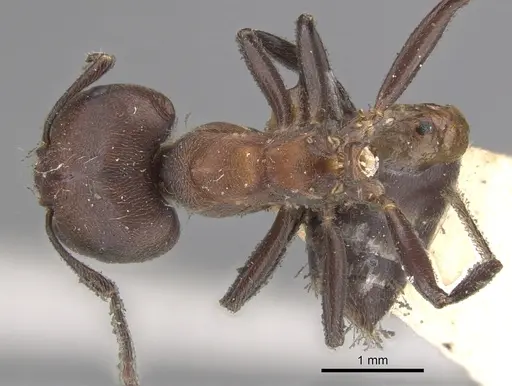 Crematogaster buchneri - CASENT0902074