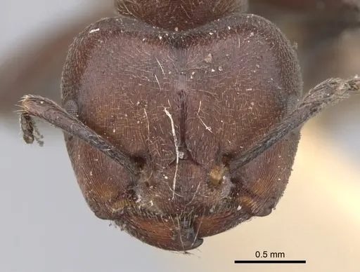 Crematogaster buchneri - CASENT0902074