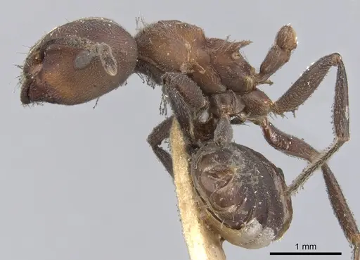 Crematogaster buchneri - CASENT0902074