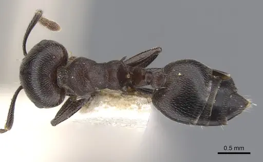 Crematogaster buchneri - CASENT0902075