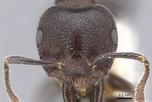 Crematogaster buchneri - CASENT0902075