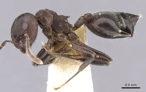Crematogaster buchneri - CASENT0902075
