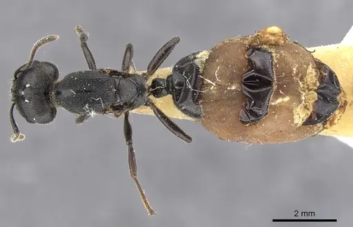 Crematogaster buchneri - CASENT0902076