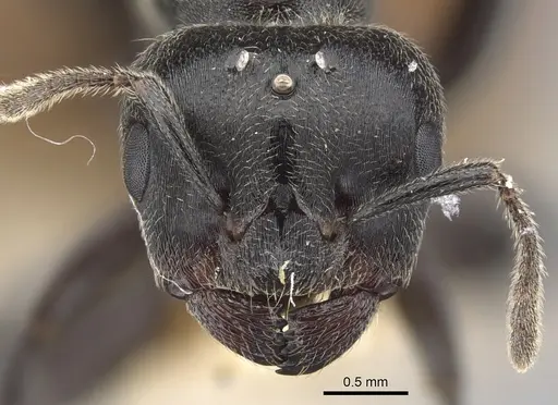 Crematogaster buchneri - CASENT0902076