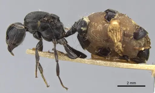 Crematogaster buchneri - CASENT0902076