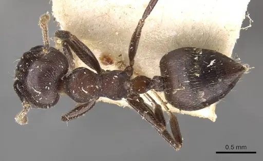 Crematogaster buchneri - CASENT0908623