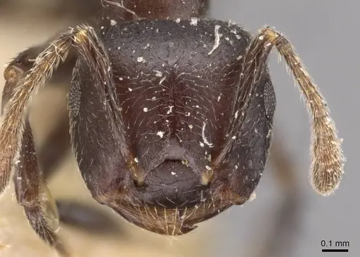 Crematogaster buchneri - CASENT0908623