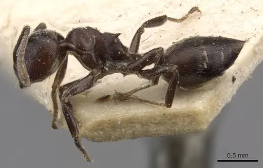 Crematogaster buchneri - CASENT0908623