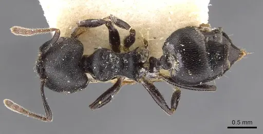 Crematogaster buchneri - CASENT0908624