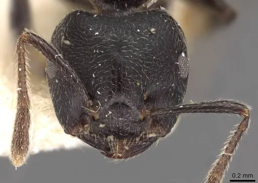 Crematogaster buchneri - CASENT0908624