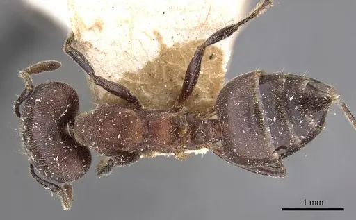 Crematogaster buchneri - CASENT0908626