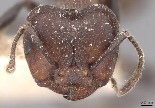 Crematogaster buchneri - CASENT0908626