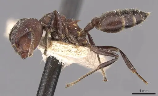 Crematogaster buchneri - CASENT0908626