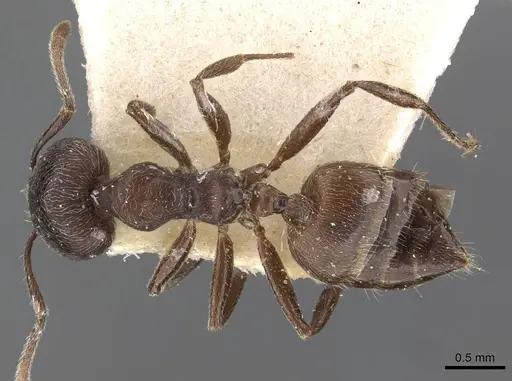Crematogaster buchneri - CASENT0908627