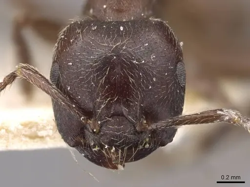 Crematogaster buchneri - CASENT0908627