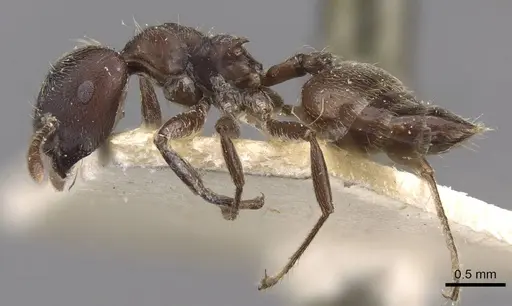 Crematogaster buchneri - CASENT0908627