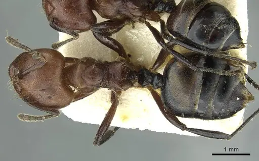 Crematogaster buchneri - CASENT0912626