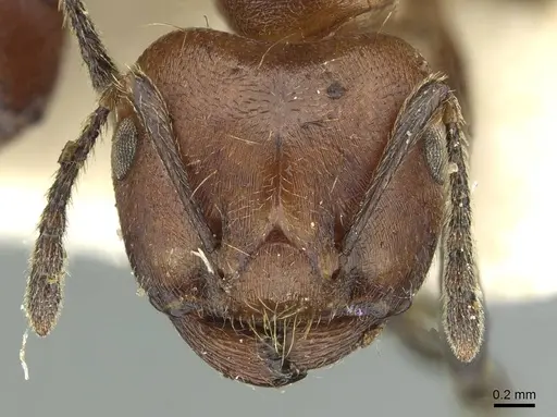 Crematogaster buchneri - CASENT0912626