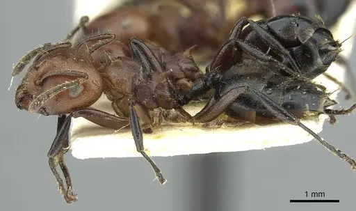 Crematogaster buchneri - CASENT0912626