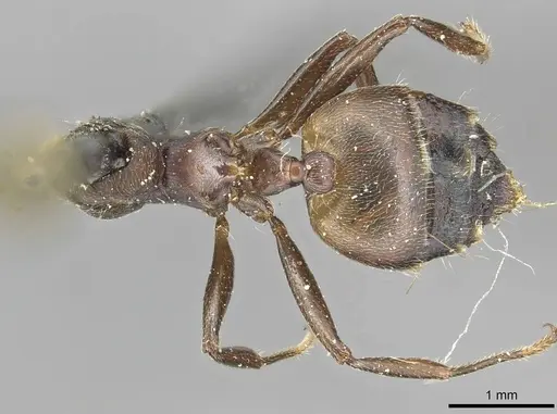 Crematogaster buchneri - CASENT0915372