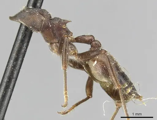 Crematogaster buchneri - CASENT0915372