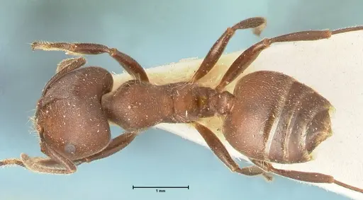 Crematogaster buchneri - FOCOL1443