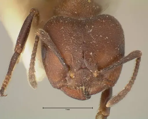 Crematogaster buchneri - FOCOL1443
