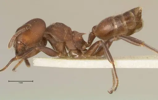 Crematogaster buchneri - FOCOL1443