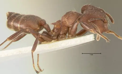 Crematogaster buchneri - FOCOL1443