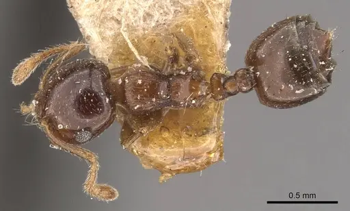 Crematogaster buddhae specimen