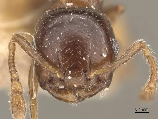 Crematogaster buddhae specimen
