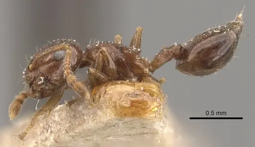 Crematogaster buddhae specimen